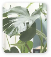 Dental office plant decoration