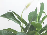 Dental office plant decoration